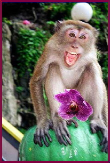 Monkey sitting on post at Malaysia's Batu Caves